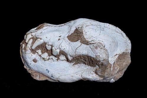 Vroege Hyaena-schedel - Fossiele matrix - Pachycrocuta - 32, Verzamelen, Mineralen en Fossielen