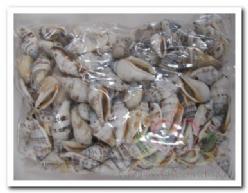 Strombus urecus hole geboord 4 mm / kg gebo, Hobby en Vrije tijd, Knutselen, Nieuw, Ophalen of Verzenden