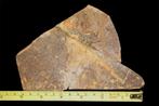 Amfibie - Gefossiliseerd dier - 15 cm - 12 cm (Zonder