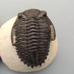 Fossil Trilobite - on original matrix - Morocco - Hollardops