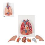 Anatomie model longen, hart en strottenhoofd, Nieuw, Verzenden