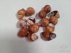 Rufogaster Landsnail 15 stuks 4cm spits Landslak, Ophalen of Verzenden, Nieuw