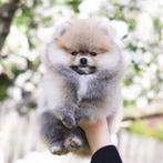 Pomeriaan | Dwergkees | Puppy | Pomeranian | Stamboom | Pup
