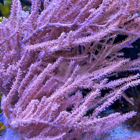 Antillogorgia Acerosa Gorgoon M (Ong. 7 cm), Dieren en Toebehoren, Vissen | Aquaria en Toebehoren, Ophalen of Verzenden