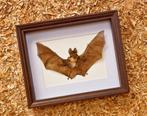 Painted Vesper Bat - framed Taxidermie volledige montage -, Antiek en Kunst
