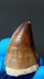 Mosasaurus - Fossiele tanden - Hainosauurus Boubker y, Verzamelen