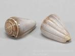 Conus Blue Valai Poo schelpen 5 stuks, Ophalen of Verzenden, Nieuw
