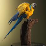 Blauw-Gele Ara Taxidermie Opgezette Dieren By Max, Verzamelen, Dierenverzamelingen, Nieuw, Opgezet dier, Vogel, Ophalen of Verzenden