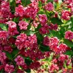 Weigela Bristol Ruby - 40-50 cm, Ophalen of Verzenden