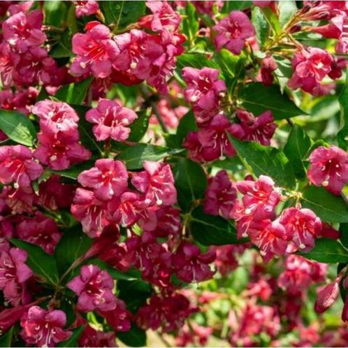 Weigela Bristol Ruby - 40-50 cm, Tuin en Terras, Planten | Tuinplanten, Ophalen of Verzenden