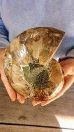 Ammoniet - Gefossiliseerd dier - Aioloceras (Cleoniceras), Verzamelen, Mineralen en Fossielen