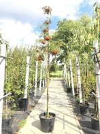 2x Lijsterbes Sorbus Dodong, Loofboom, Oranje bessen, c, Nieuw
