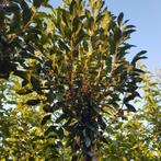 Bolkers - Prunus eminens Umbraculifera - Omtrek: 8-12 cm | H, Tuin en Terras, Planten | Bomen, Ophalen of Verzenden