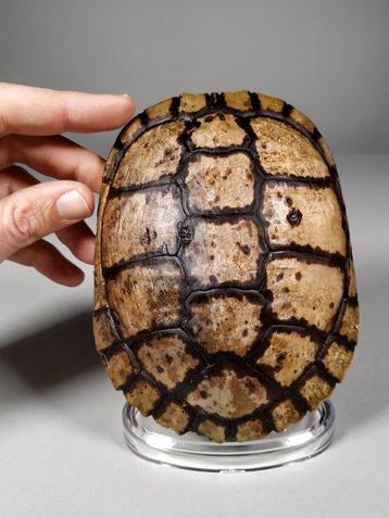 Roodwangschildpad Pantser - Trachemys decussata - 15.4 cm - beschikbaar voor biedingen