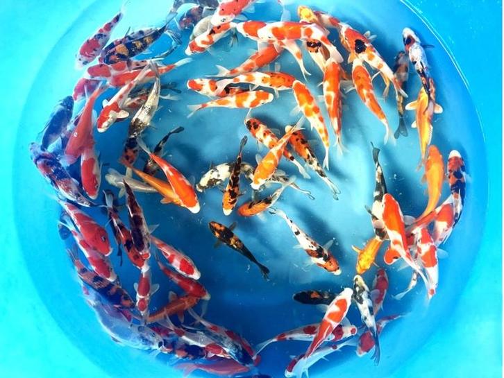 Miyako 12-15cm  tosai mix (Japanse Koi), Dieren en Toebehoren, Vissen | Vijvervissen, Karper of Koi