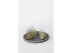 Set van 6 Tillandsia Luchtplantjes, Huis en Inrichting, Verzenden