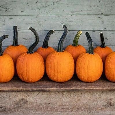 Pipsqueak F1 PMT Halloween pompoen 250 zaden, Hobby en Vrije tijd, Knutselen, Nieuw, Ophalen of Verzenden