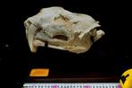 Sabeltandkat - Fossiele matrix - Megantere skull - 27 cm -
