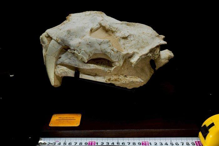 Sabeltandkat - Fossiele matrix - Megantere skull - 27 cm -, Verzamelen, Mineralen en Fossielen