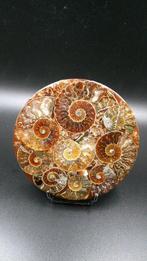 Ammoniet - Gefossiliseerde schelp - Cleoniceras sp. - 10.9, Verzamelen