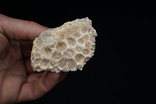 Gigantische Huid Schild van Krokodil kem-kem - Fossiel, Verzamelen, Mineralen en Fossielen