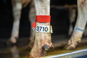 Genummerde pootbanden voor koeien – vanaf €5,31 beschikbaar voor biedingen