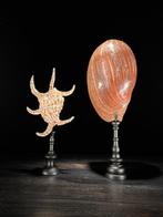Indrukwekkend paar Spider Conch Shell & Melo Amphora op op