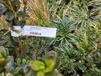 Rhododendron (AJ) Toreador, Tuin en Terras, Planten | Bomen, Ophalen