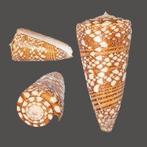 ultra Musterung  kwaliteit Fine+++  Taxidermie wandmontage, Nieuw