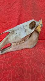 Cheval de Shire - Schedel - Shire equus - cheval le plus