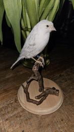 Prachtige isabel kanarie Taxidermie volledige montage -, Nieuw