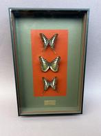 Vlinder Taxidermie volledige montage - Parthenos sylvia /, Nieuw