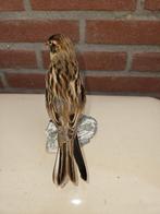 Rietgors Taxidermie volledige montage - Emberiza schoeniclus, Nieuw