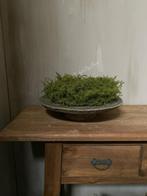 Krans wilde Asparagus naturel 30 cm, Huis en Inrichting, Woonaccessoires | Kransen, Nieuw, Ophalen of Verzenden