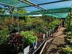 Tuin planten | Vaste planten | bloemen | kruidenzaden|, Ophalen, Vaste plant