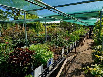 Tuin planten | Vaste planten | bloemen | kruidenzaden| beschikbaar voor biedingen