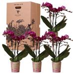 Kolibri Orchids - Surprise box eenkleurig - planten voordeel, Verzenden, Nieuw