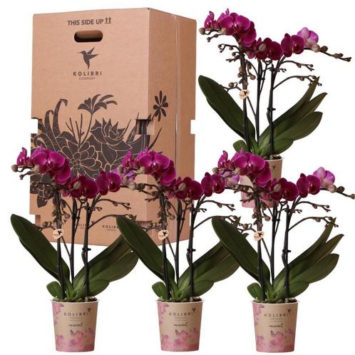 Kolibri Orchids - Surprise box eenkleurig - planten voordeel, Huis en Inrichting, Woonaccessoires | Wanddecoraties, Nieuw, Verzenden