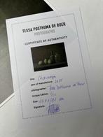 Tessa Posthuma de Boer - Cherimoya