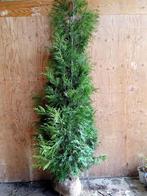 Grote coniferen Thuja plicata Martin 200 tot 250 cm, Tuin en Terras, Planten | Bomen