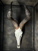 Hartenbeest Schedel - Alcelaphus - 72 cm - 27.5 cm - 1 cm-