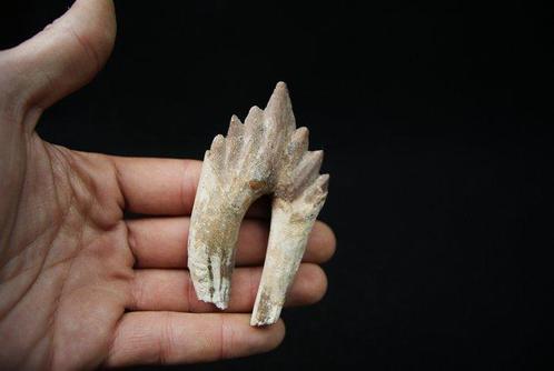 oorspronkelijke walvis - Fossiele tand - Basilosaurus, Verzamelen, Mineralen en Fossielen