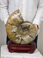 Ammoniet - Gefossiliseerd dier - Huge Ammonite Fossil
