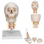 Anatomie model schedel met cervicale wervelkolom, 4-delig, Sport en Fitness, Overige Sport en Fitness, Verzenden, Nieuw