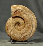 Fijn fossiele ammoniet op standaard - Gefossiliseerd dier -