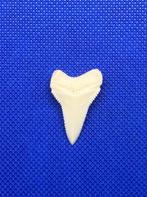 Witte haai Tand - Carcharodon carcharias - 32 mm - 20 mm - 2, Nieuw