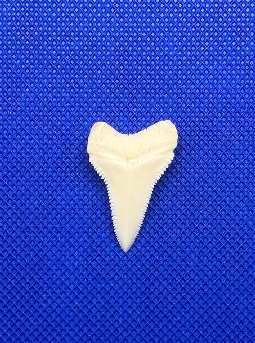 Witte haai Tand - Carcharodon carcharias - 32 mm - 20 mm - 2, Verzamelen, Dierenverzamelingen