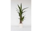Yucca Olifantspoot, Huis en Inrichting, Kamerplanten, Verzenden