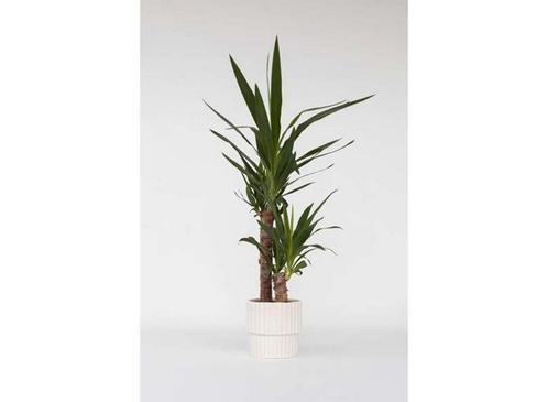 Yucca Olifantspoot, Huis en Inrichting, Kamerplanten, Verzenden