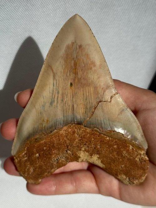 Megalodon - Fossiele tand - Carcharocles megalodon - 13 cm, Verzamelen, Mineralen en Fossielen